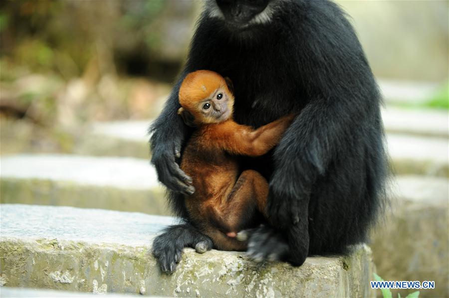 #CHINA-GUIZHOU-FRANCOIS'S LANGUR (CN*)