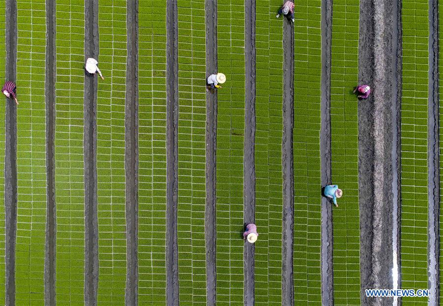 #CHINA-JIANGSU-TAIZHOU-FARM WORK (CN)