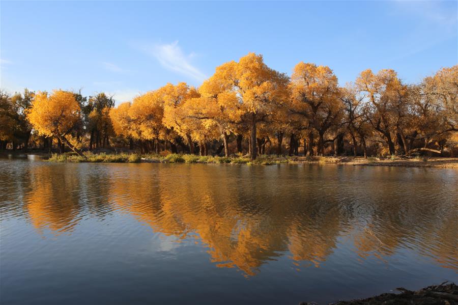 CHINA-INNER MONGOLIA-POPULUS EUPHRATICA-SCENERY (CN)