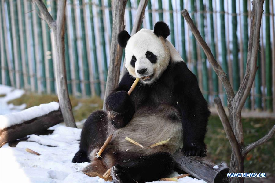CHINA-HEILONGJIANG-GIANT PANDAS (CN)