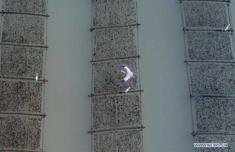 CHINA-FUJIAN-SEAWEED-HARVEST(CN)