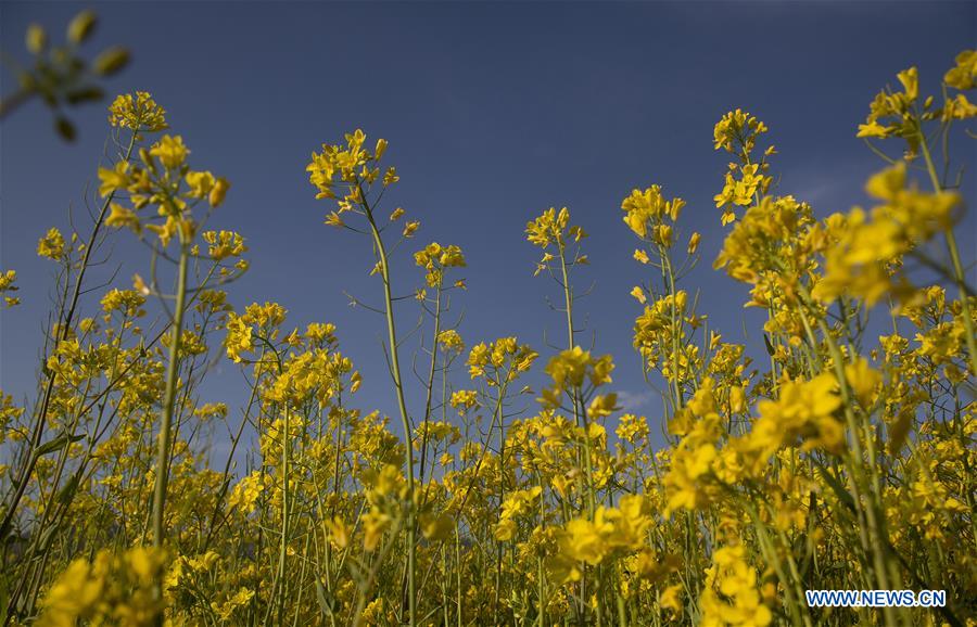 KASHMIR-SRINAGAR-MUSTARD BLOSSOM SCENERY