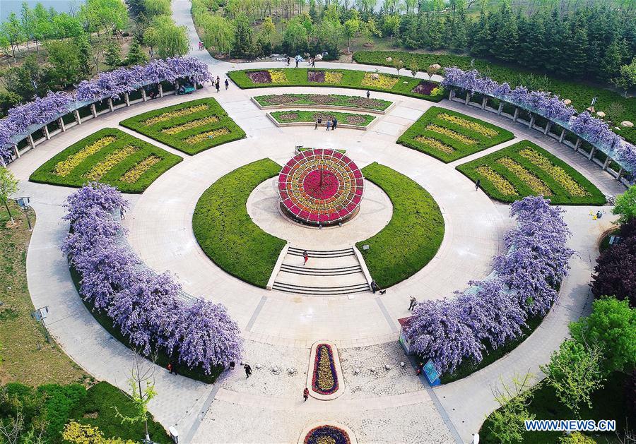 #CHINA-SHANDONG-WISTARIA-SCENERY (CN)