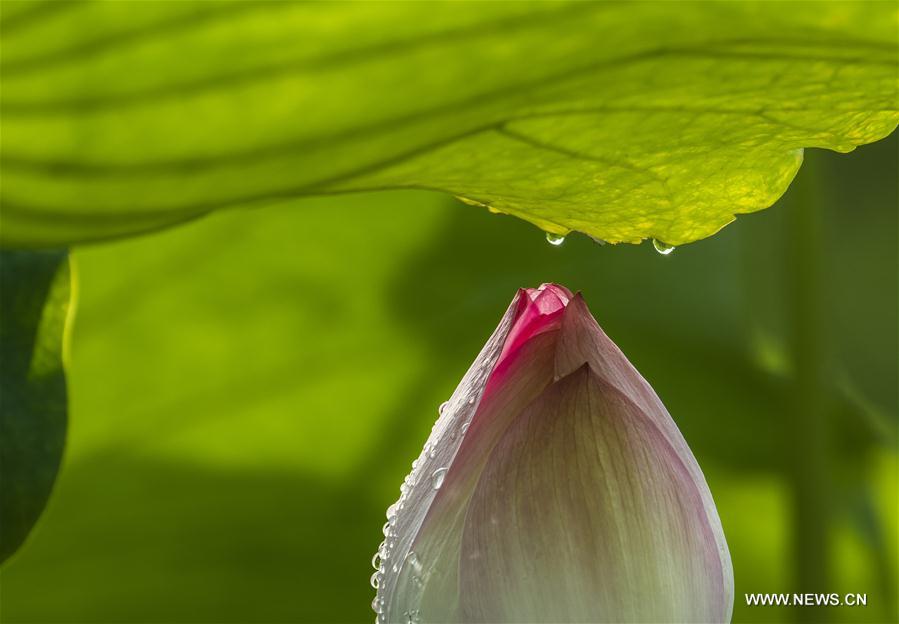#CHINA-SUMMER-LOTUS (CN)