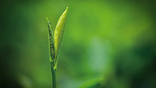 這片樹葉，改變了世界！