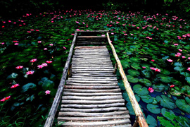 踱步花間，邂逅美麗