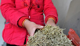 H7N9令金銀花身價倍增 中國主產地河北一度脫銷