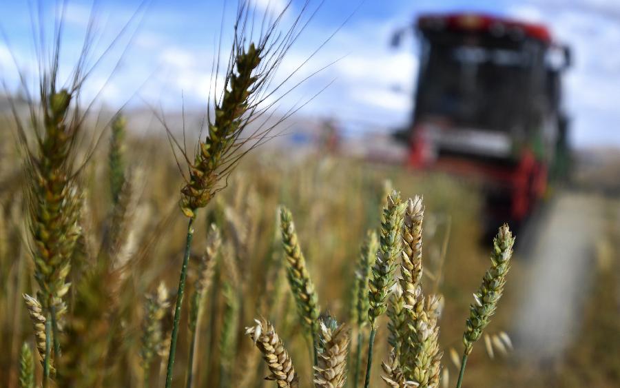 豐收的喜悅！看，各地秋收忙