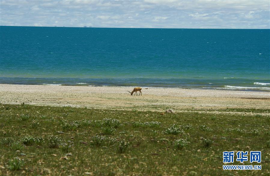 (新華全媒頭條·圖文互動)(6)正在破譯的“青藏密碼”——第二次青藏高原綜合科考首期成果發布