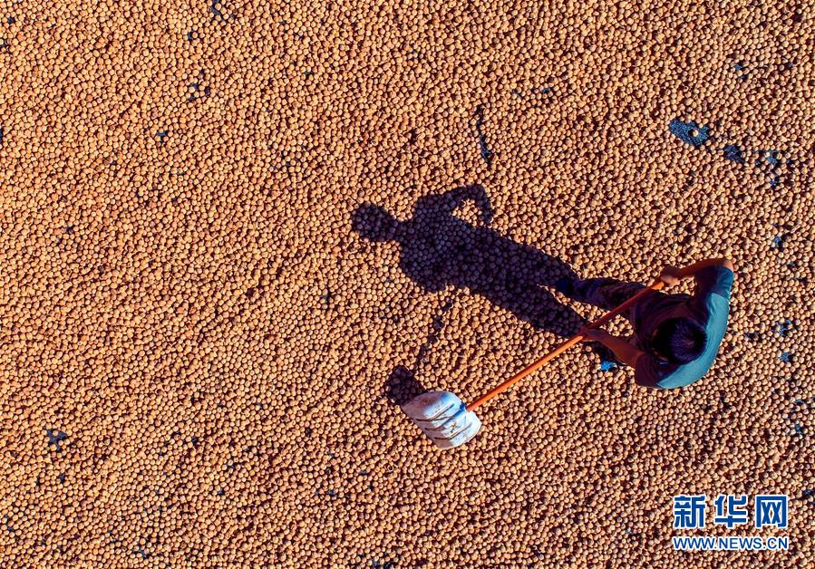 (在習近平新時代中國特色社會主義思想指引下——新時代新作為新篇章·鄉村振興戰略·圖文互動)(2)“小山貨”成為“黃金果”——河北涉縣山核桃“抱團發展”贏市場