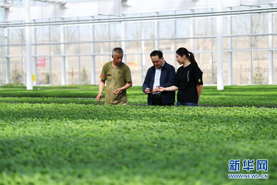 (壯麗70年 奮斗新時代——推動高質量發展調研行·圖文互動)(2)黑龍江賓縣:“北菜南銷”演繹結構調整“大文章”