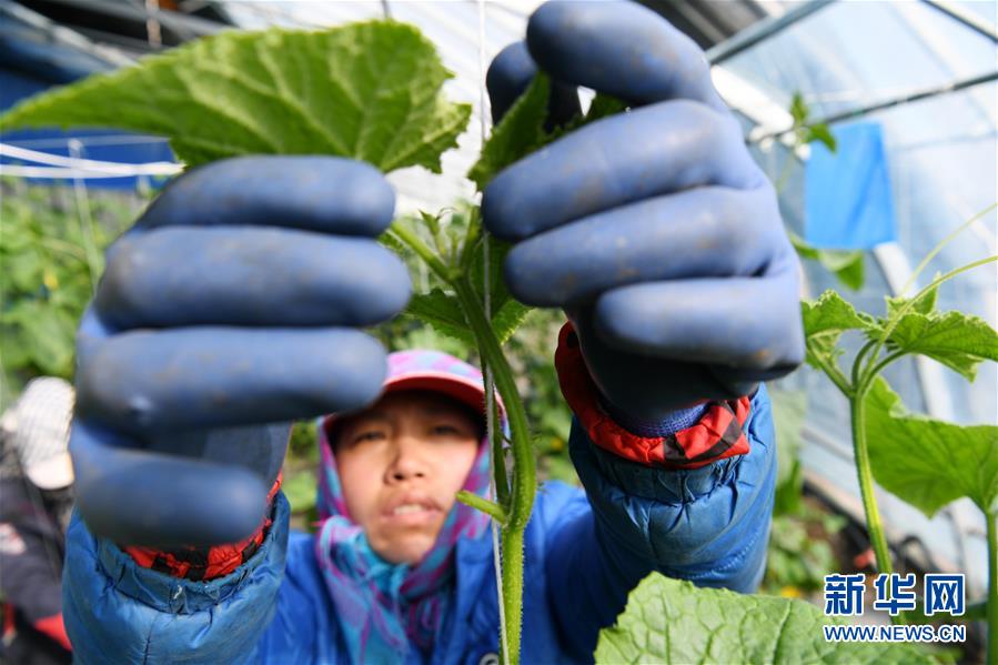 (壯麗70年 奮斗新時代——推動高質量發展調研行·圖文互動)(6)黑龍江賓縣:“北菜南銷”演繹結構調整“大文章”