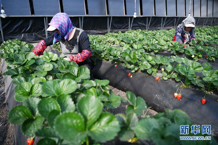 (壯麗70年 奮斗新時代——推動高質量發展調研行·圖文互動)(7)黑龍江賓縣:“北菜南銷”演繹結構調整“大文章”