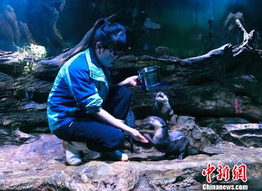 “90后”女馴養師：為“挑食”伙伴做美食親密似家人