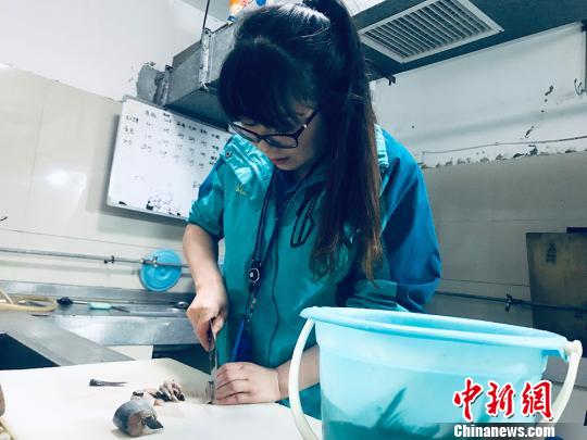 于雅麗在餌料操作間，準備著動物們的食物。　艾慶龍 攝