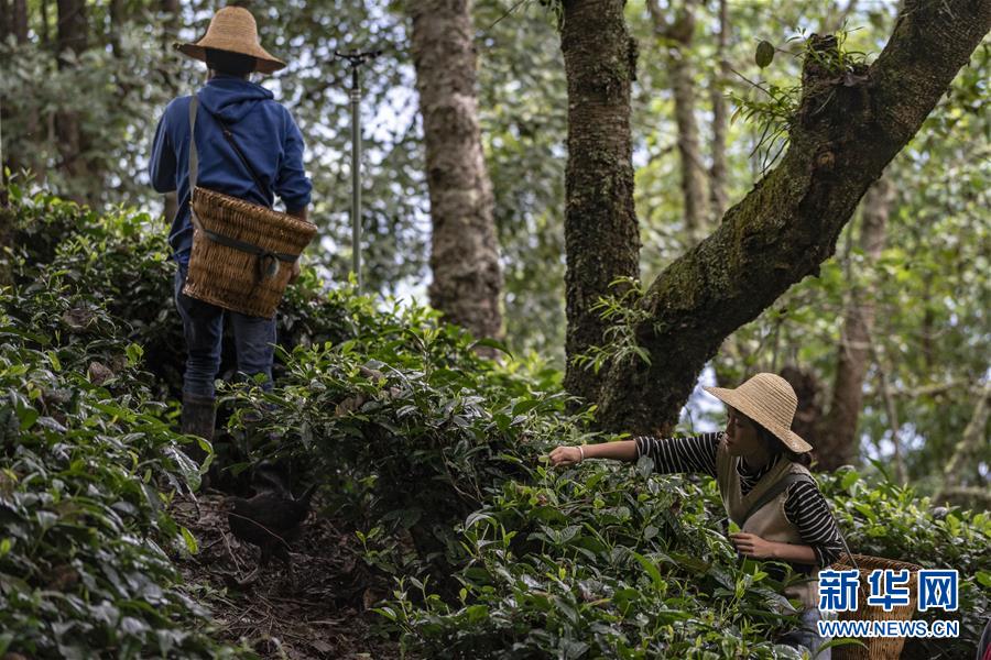 (新華全媒頭條·決戰決勝脫貧攻堅·圖文互動)(3)為了人與自然和諧共生——云南“三江并流”地區決戰精準脫貧的“生態畫卷”