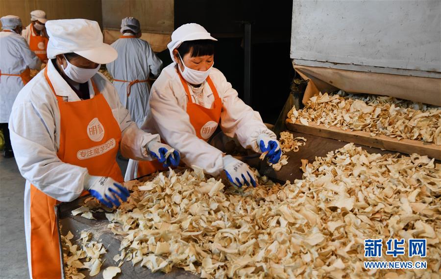 (脫貧攻堅)(5)陜西嵐皋魔芋 助力脫貧攻堅