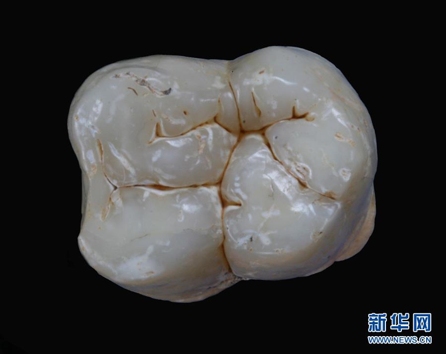 (圖文互動)(1)科學(xué)家成功從190萬年前巨猿化石中提取到遺傳物質(zhì)