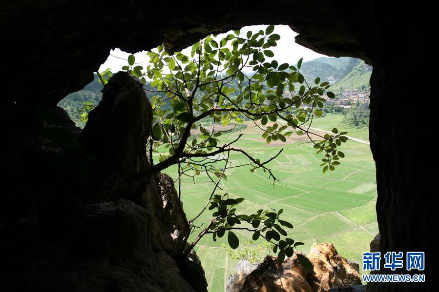 (圖文互動)(3)科學(xué)家成功從190萬年前巨猿化石中提取到遺傳物質(zhì)