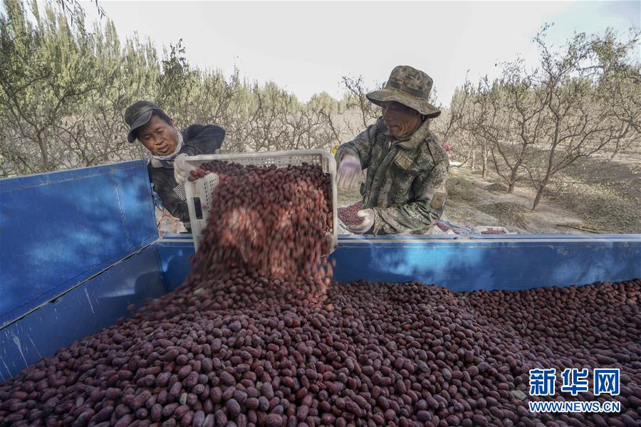 (新華全媒頭條)(5)沙海之邊一片紅——一粒棗和“第一大縣”的故事