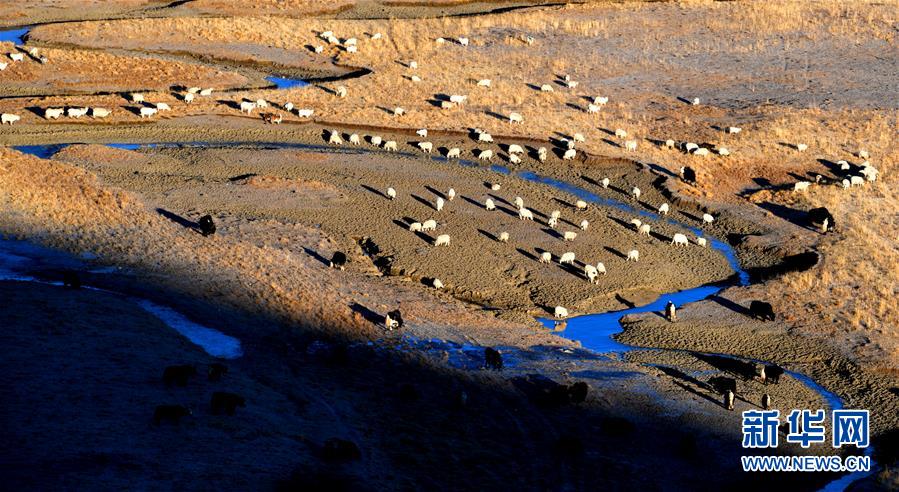 (新華全媒頭條·圖文互動)(15)格桑花開滿天路——寫在川藏公路通車65周年之際