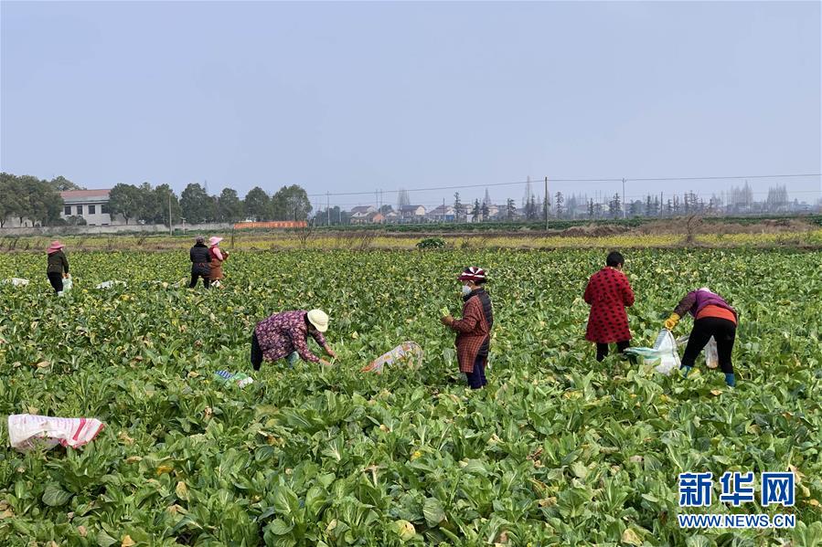 （新華全媒頭條·圖文互動）（4）努力保持生產生活平穩有序——抓緊復工復產穩定經濟運行掃描