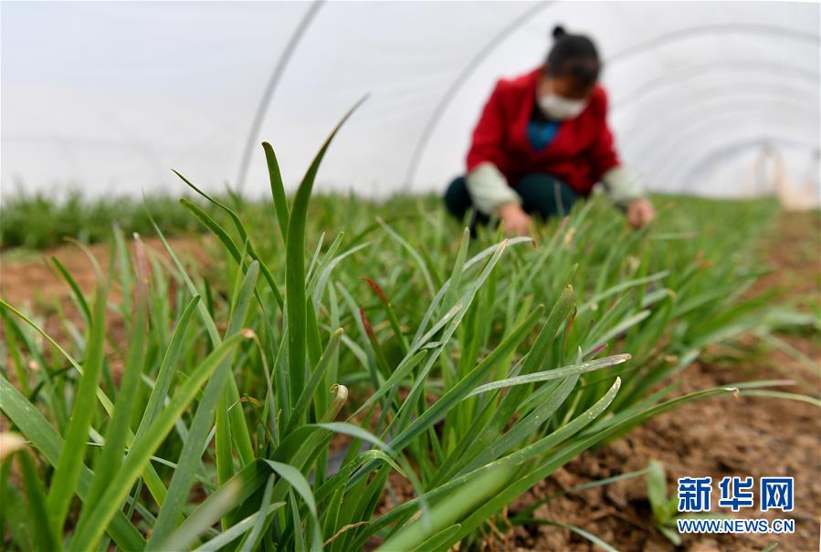 （圖文互動）（3）“春天到了，熟悉的生活正在慢慢回來”——陜西多地復產復工一線見聞