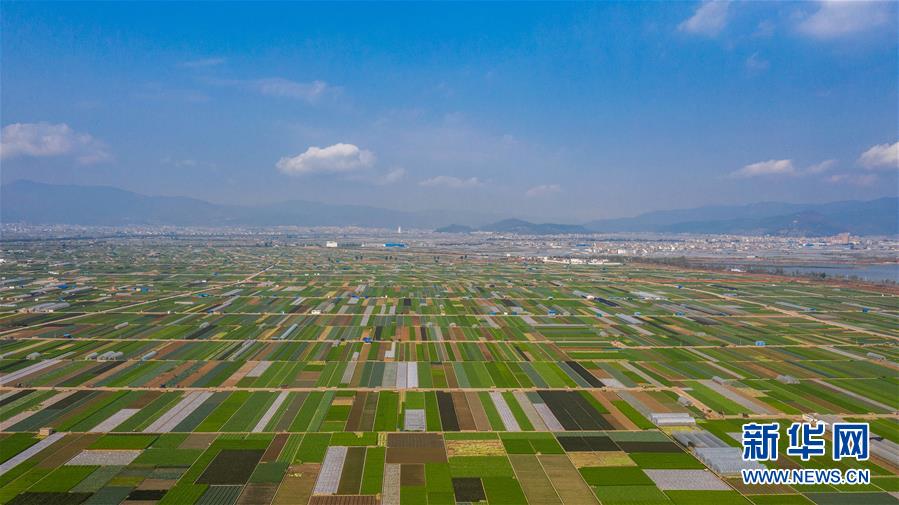 （抓好春耕備耕 穩住農業生產·圖文互動）（5）“栽種的是菜苗，收獲的是希望”——云南蔬菜集散地通?？h春耕見聞 