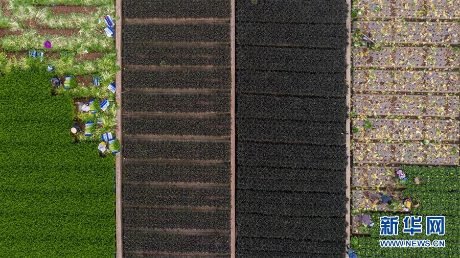 （抓好春耕備耕 穩住農業生產·圖文互動）（4）“栽種的是菜苗，收獲的是希望”——云南蔬菜集散地通?？h春耕見聞 