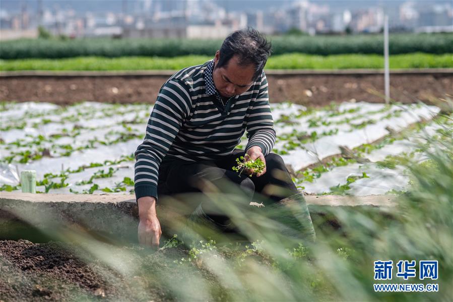 （抓好春耕備耕 穩住農業生產·圖文互動）（3）“栽種的是菜苗，收獲的是希望”——云南蔬菜集散地通?？h春耕見聞 