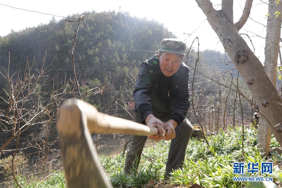 (圖文互動(dòng))(2)湖北巴東迎春農(nóng)場(chǎng)春管忙