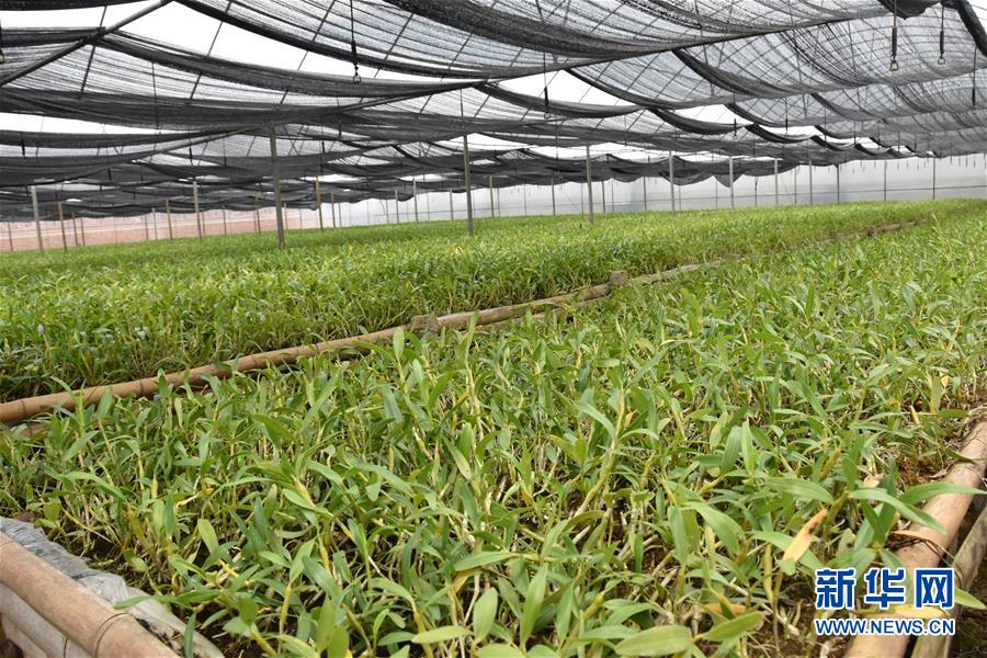 (決戰決勝脫貧攻堅·圖文互動)(1)這個脫貧縣的石頭為何比土金貴?