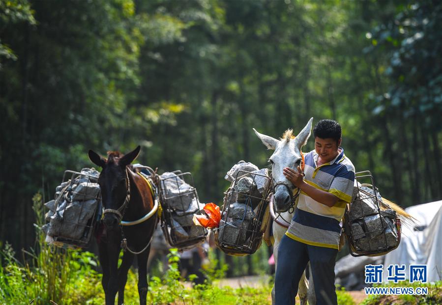 （決戰決勝脫貧攻堅·圖文互動）（5）老余賣騾子