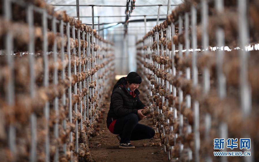 (新華全媒頭條·圖文互動)(3)且看信心如何讓黃土變成金——“環(huán)京津貧困帶”整體脫貧記