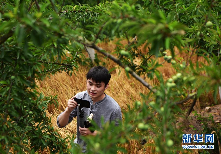 （新華全媒頭條·圖文互動）（4）待到滿山紅葉時——三峽重慶庫區踐行新發展理念面面觀