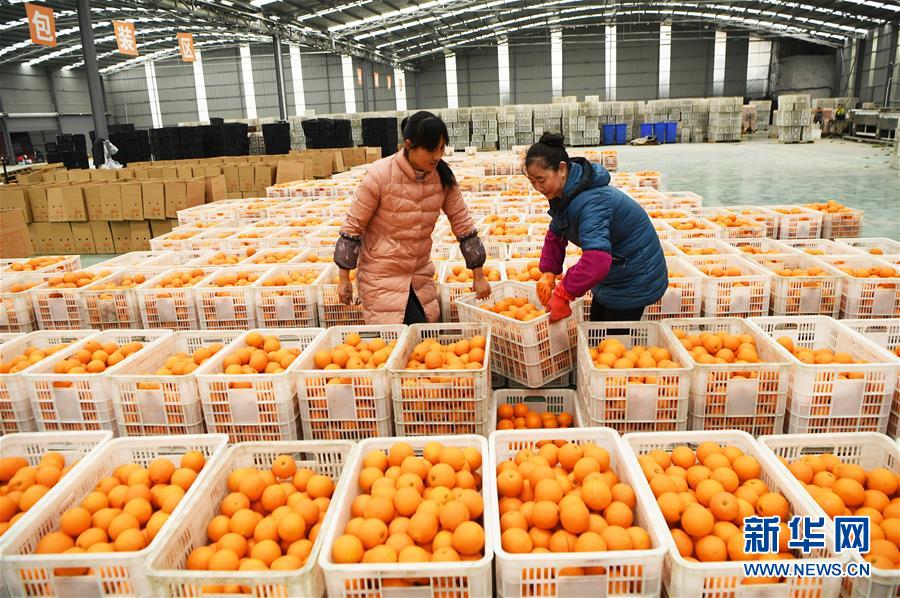 （新華全媒頭條·圖文互動）（6）待到滿山紅葉時——三峽重慶庫區踐行新發展理念面面觀