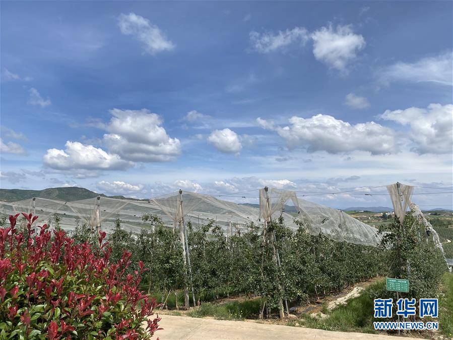 （決戰(zhàn)決勝脫貧攻堅(jiān)·圖文互動(dòng)）（3）高原紅了，日子好了——貴州海拔最高縣發(fā)展蘋(píng)果產(chǎn)業(yè)見(jiàn)聞