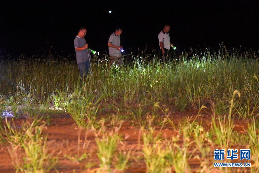 （防汛抗洪·圖文互動）（2）“保衛家園，誰都不能是旁觀者”——夜訪洞庭湖大堤防汛一線