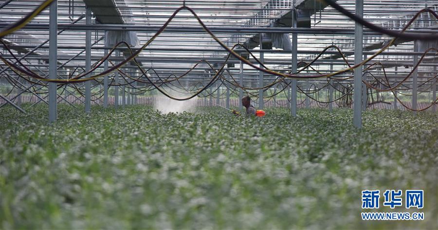 (決戰(zhàn)決勝脫貧攻堅(jiān)·圖文互動)(3)“小土豆” 漸成增收大產(chǎn)業(yè)