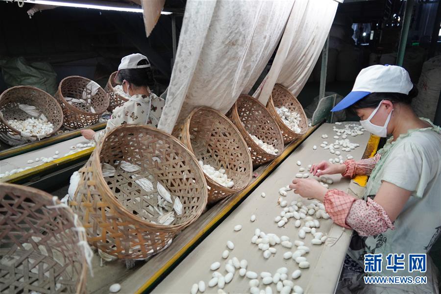 （走向我們的小康生活·圖文互動）（1）綠了青山，紅了日子——秦巴山區(qū)群眾繪出小康“調色板”