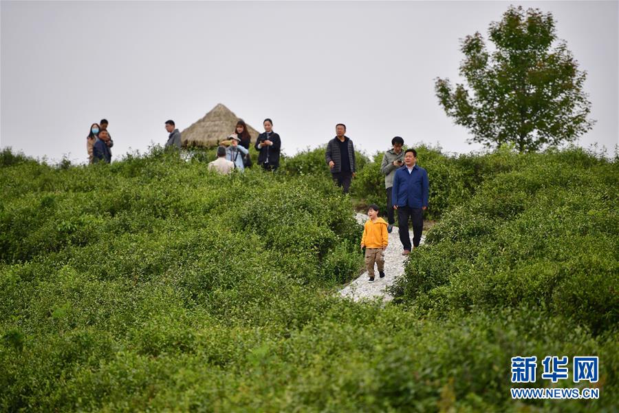 （走向我們的小康生活·圖文互動）（7）綠了青山，紅了日子——秦巴山區(qū)群眾繪出小康“調色板”