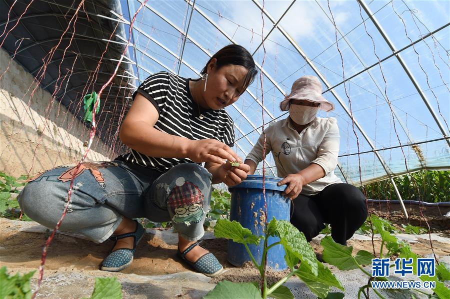 （新華全媒頭條·走向我們的小康生活·圖文互動）（5）“苦甲”不再，“甘味”綿長——脫貧攻堅的甘肅味道