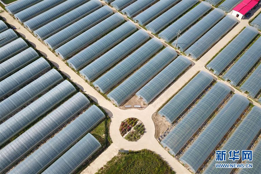 （新華全媒頭條·走向我們的小康生活·圖文互動）（11）“苦甲”不再，“甘味”綿長——脫貧攻堅的甘肅味道