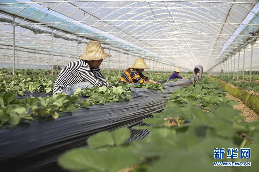 （新華全媒頭條·決戰決勝脫貧攻堅·督戰未摘帽貧困縣·圖文互動）（12）不獲全勝，決不收兵——全國52個掛牌督戰貧困縣脫貧攻堅紀實