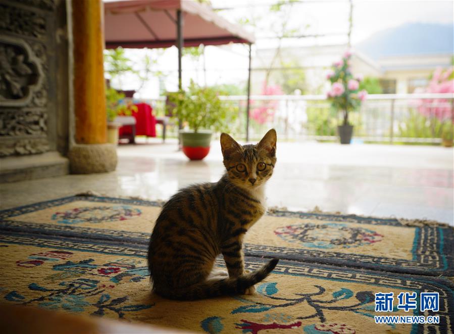 （走向我們的小康生活·決戰決勝脫貧攻堅·圖文互動）（3）甘青交界處的跨越——保安族、撒拉族的脫貧故事