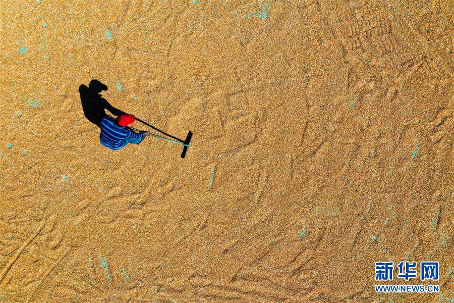 (新華全媒頭條·圖文互動(dòng))(6)天道酬勤的大地贊歌——寫在第三個(gè)中國農(nóng)民豐收節(jié)之際