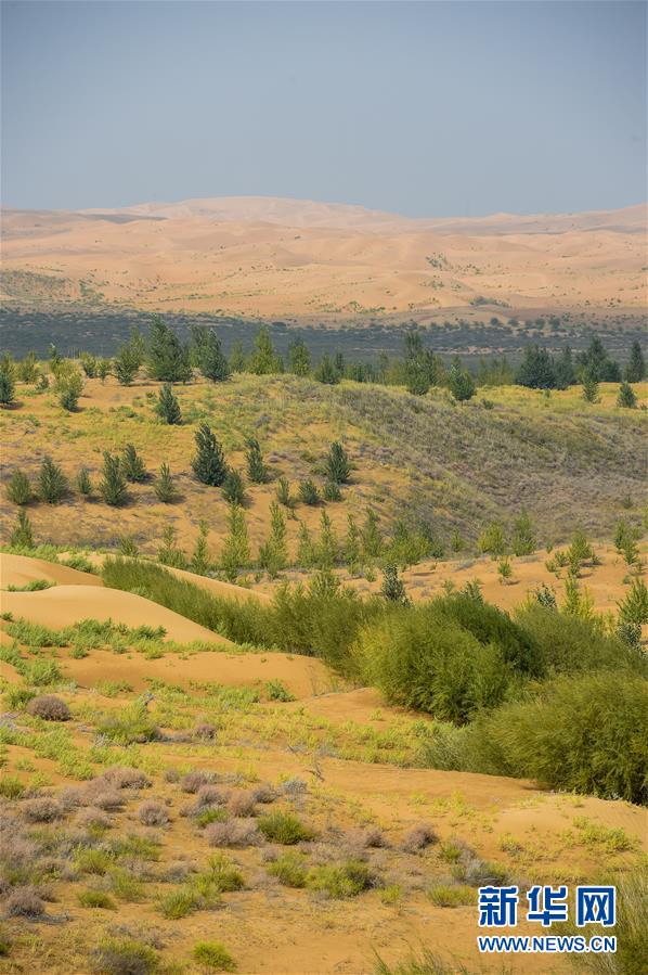 (在習(xí)近平新時代中國特色社會主義思想指引下——新時代新作為新篇章·習(xí)近平總書記關(guān)切事·圖文互動)(6)綠意,在黃沙中鋪展——我國防沙治沙紀(jì)實