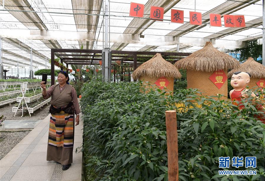 (走向我們的小康生活·決戰決勝脫貧攻堅·圖文互動)(3)高原喜見“壽光綠”——“世界屋脊”上的蔬菜發展奇跡