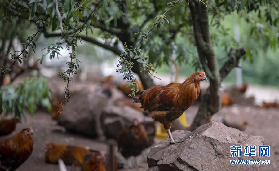 （新華全媒頭條·走向我們的小康生活·決戰決勝脫貧攻堅·圖文互動）（5）昭通之變——全國貧困人口最多的地級市跨越記