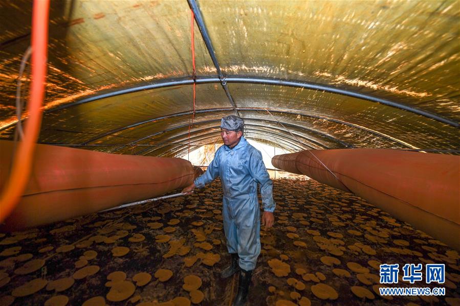 （決戰決勝脫貧攻堅·圖文互動）（2）從“因殘致貧”到“帶頭脫貧”——吉林靖宇有這樣一位“脫貧英雄”